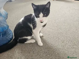 British Shorthair cats Kitten - Advert 12