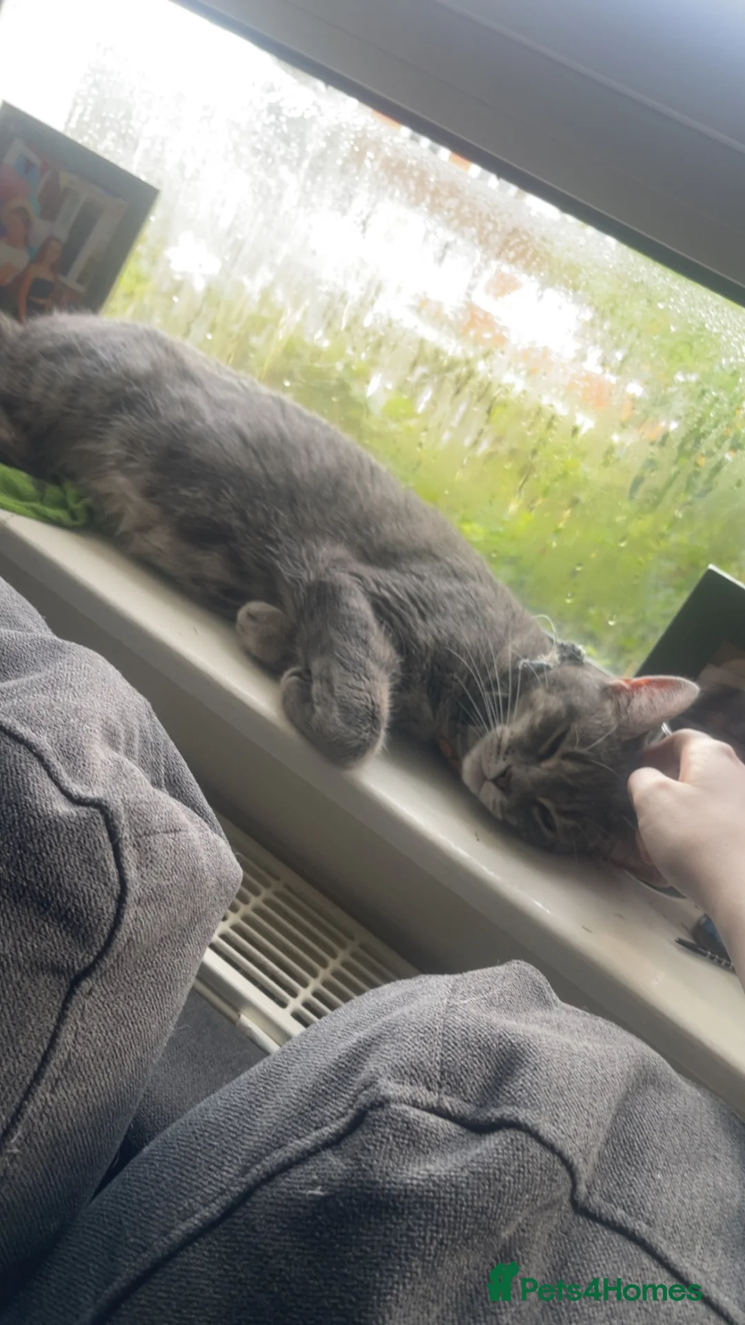 Mixed Breed cats for sale: Mixed breed 4 years female tabby in Larkhall - Advert 2