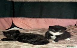 Mixed Breed cats for sale: 2 gorgeous long haired females available - Image 2