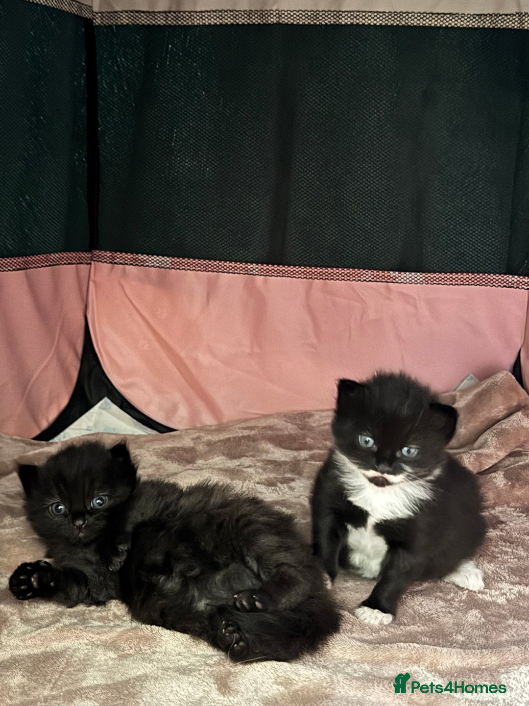 Mixed Breed cats for sale: 2 gorgeous long haired females available - Image 2