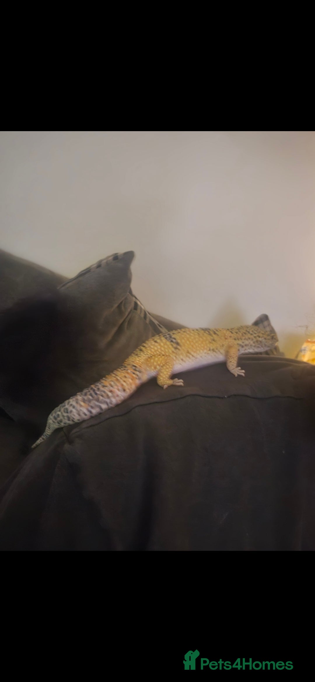 Leopard Gecko reptiles Leopard Ghecko for sale.  - Advert 2