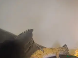 Leopard Gecko reptiles Leopard Ghecko for sale. - Advert 2