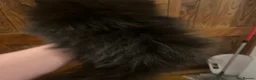Pomeranian dogs for sale: 🧸 Tiny black Teddy Bear Thai Line  🧸 - Advert 6