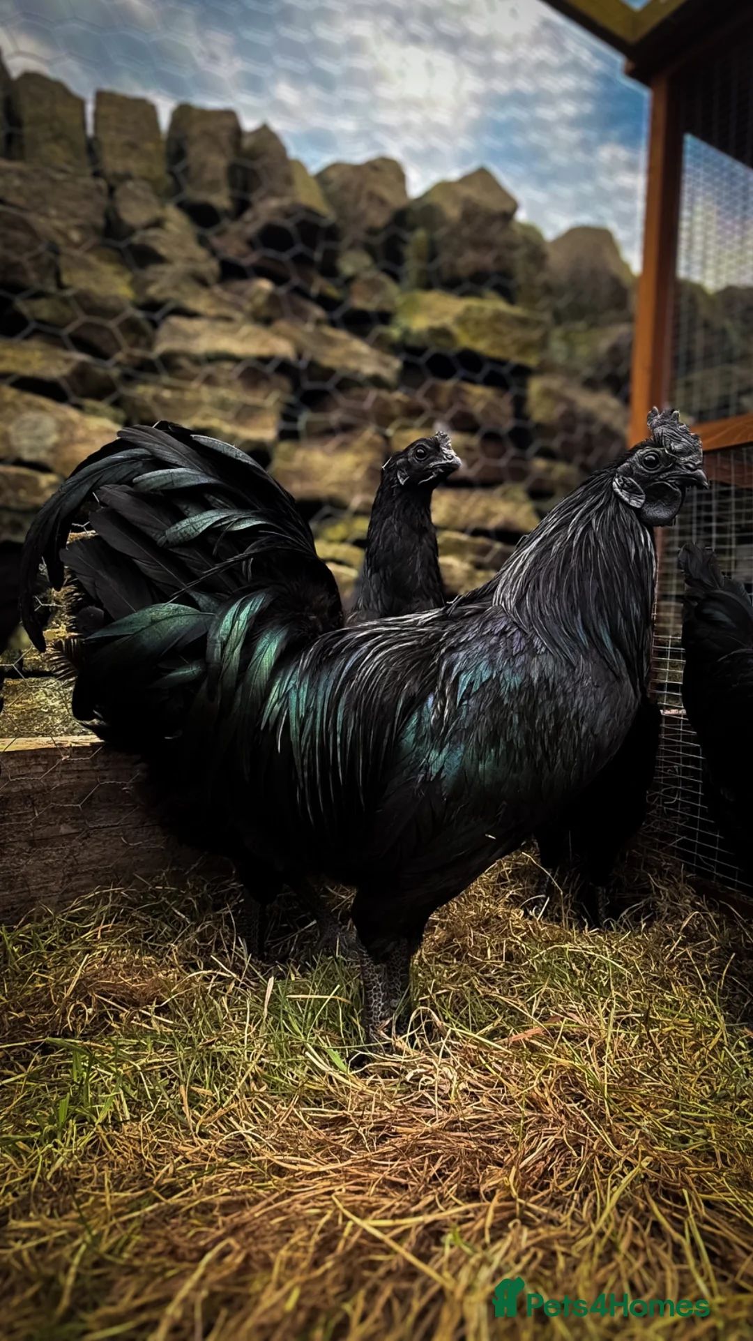Chickens poultry for sale: 🖤🥚 Ayam Cemani Hatching Eggs Available 🥚🖤 - Advert 2