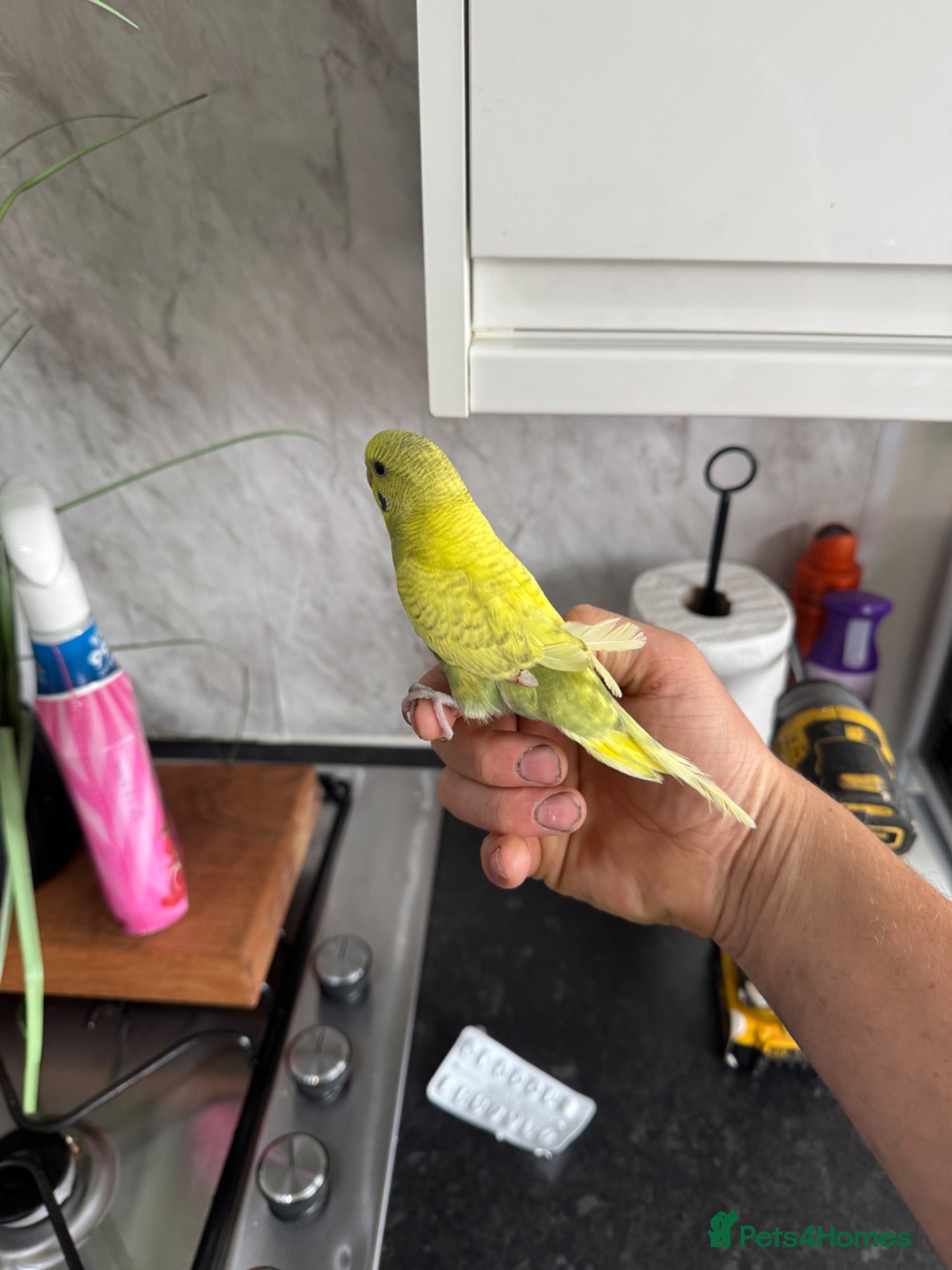 Budgerigars birds Budgies Ready To Go Now ✅  - Advert 1