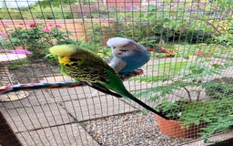 Budgerigars birds for sale: Young & Adult Budgies For Sale - Image 1