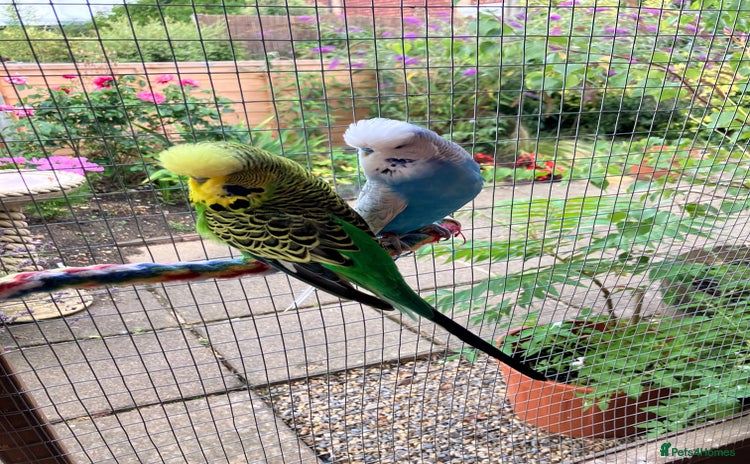 Budgerigars birds - Advert 2