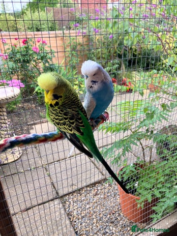 Budgerigars birds - Advert 13