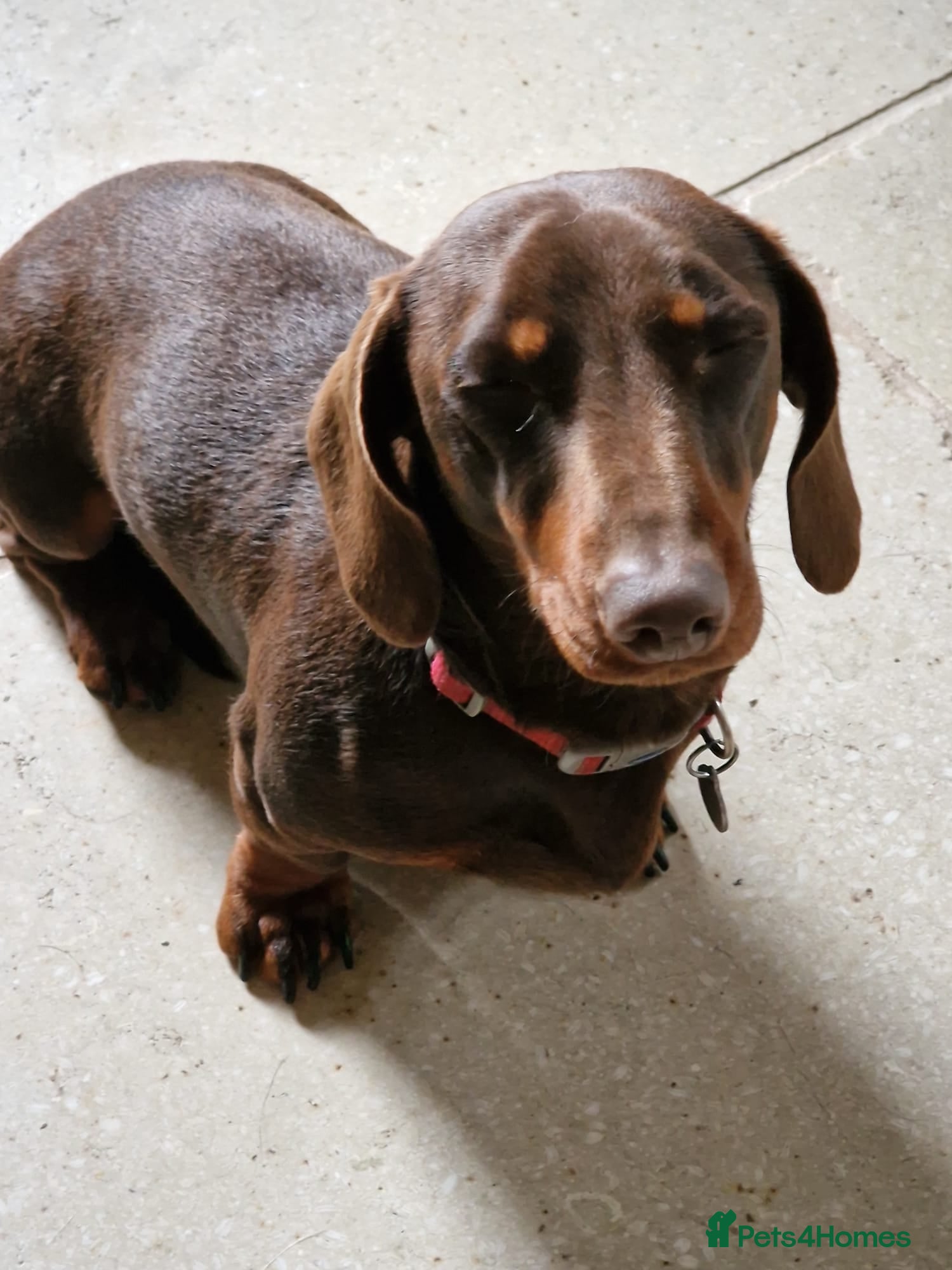 Mixed Breed dogs Labrador cross Miniature Dachshund(smooth haired) - Advert 2