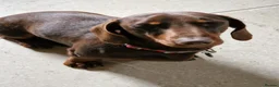 Mixed Breed dogs for sale: Labrador cross Miniature Dachshund(smooth haired) in Bromyard - Advert 2