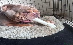 English Bulldog dogs for sale: English bulldog  - Advert 4