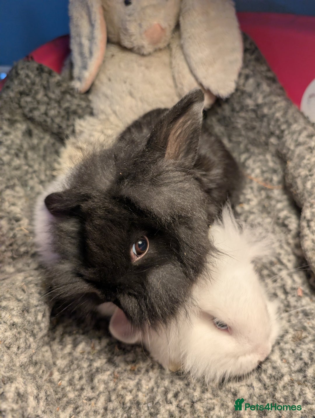 Mini Lion Lop rabbits for sale: Mini Lion Lop bunnies - Image 3