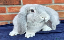 French Lop rabbits for sale: Beautiful French Lops - Image 5