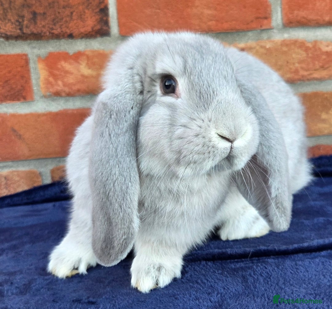 French Lop rabbits for sale: Beautiful French Lops - Image 5