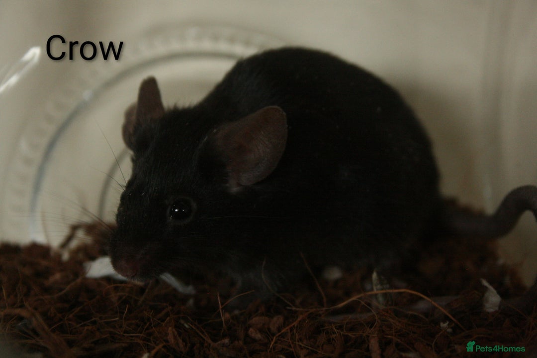 Mouse rodents for sale: 🐭 Female Mice Available for Adoption 🐭 - Advert 7