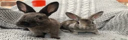 Rex rabbits for sale: Beautiful velvet mini Rex & Rex rabbits - Advert 22