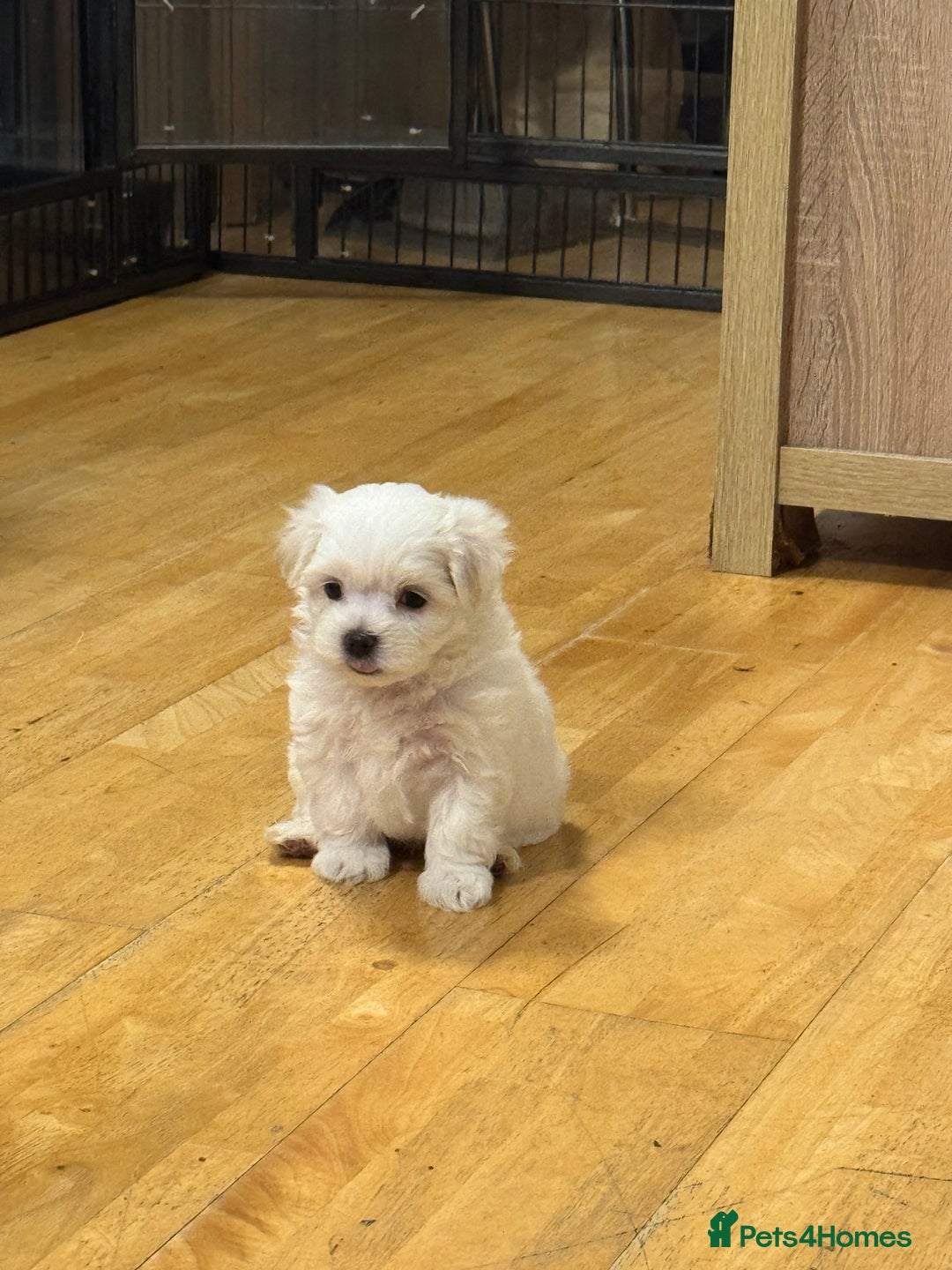 Maltese dogs for sale: **READY NOW** Full Maltese Boy Puppy’s  - Image 10