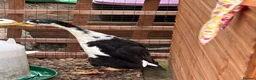 Ducks poultry for sale: 3 month old male Indian runner ducks  in Falkirk - Advert 2