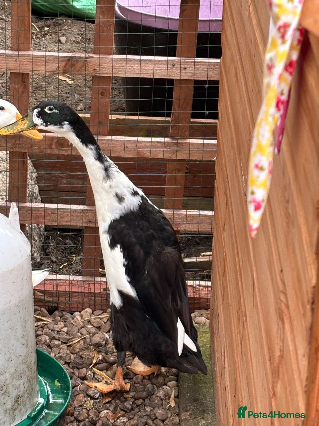 Ducks poultry for sale: 3 month old male Indian runner ducks  in Falkirk - Advert 2