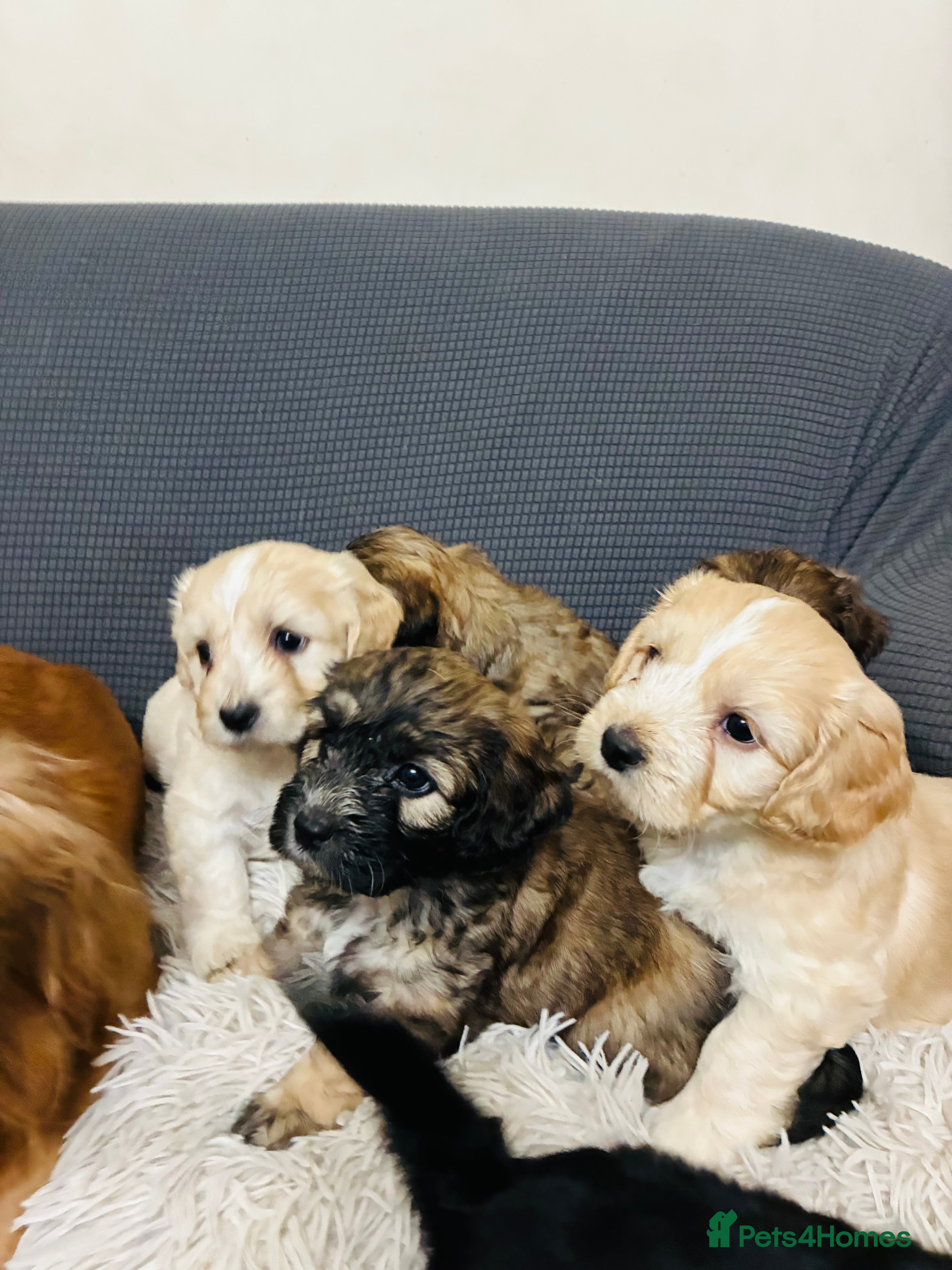 Mixed Breed dogs 6 Stunning Cock-a-chon puppies  - Advert 5