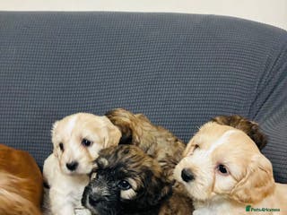 Mixed Breed dogs 6 Stunning Cock-a-chon puppies - Advert 9