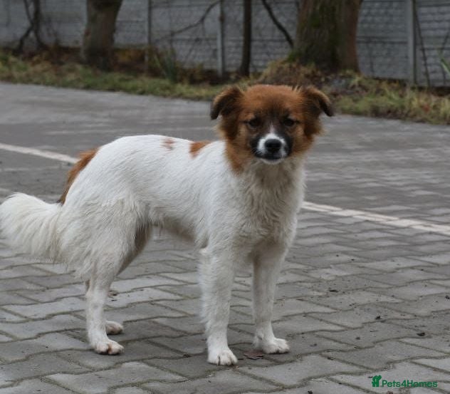 Mixed Breed dogs 💖🐶 MIMI 🐶💖 - Advert 15