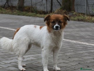 Mixed Breed dogs ππΆ MIMI πΆπ - Advert 15