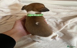Whippet dogs for sale: 6 stunning whippet puppies  - Image 12