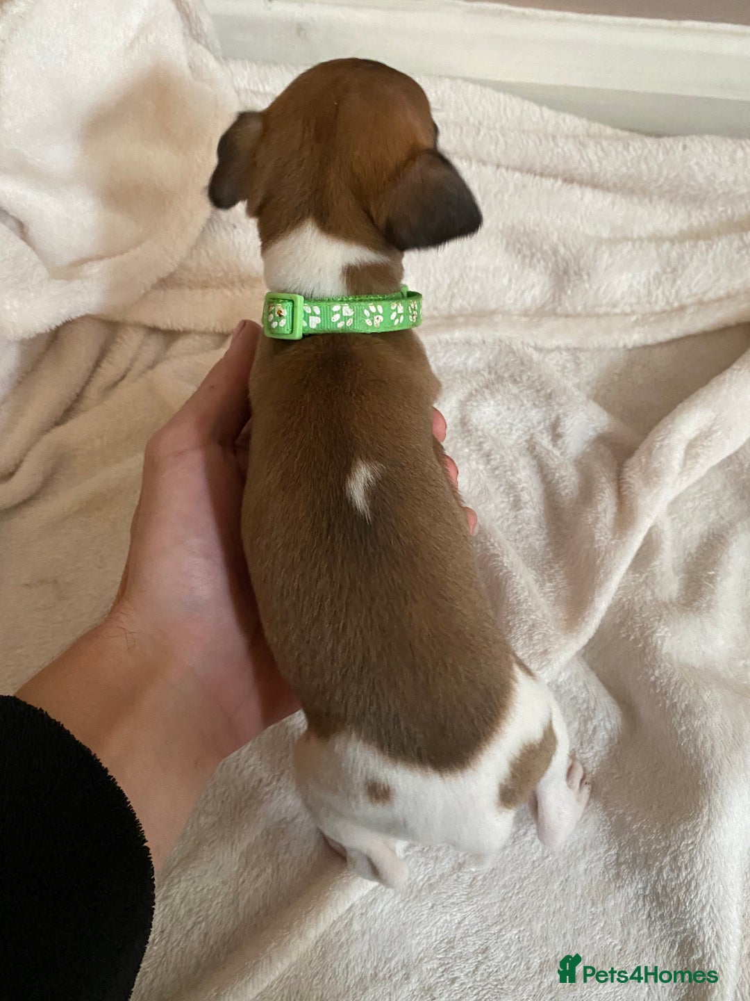 Whippet dogs for sale: 6 stunning whippet puppies  - Image 12