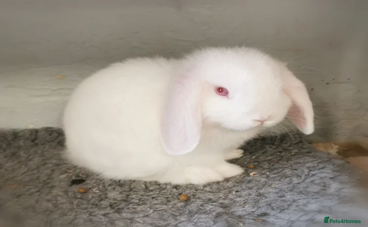 Mini Lop rabbits - Advert 11