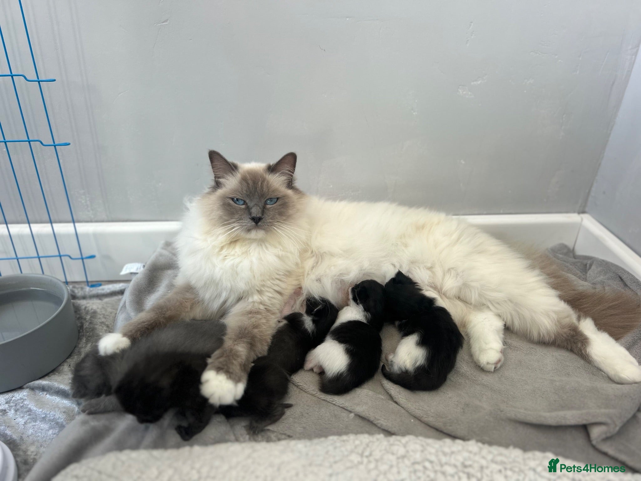 Ragdoll cats 3 x 1/2 Ragdoll Kittens  - Advert 9