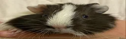 Guinea Pig rodents for sale: Baby Female Guinea Pigs For Sale  - Advert 4