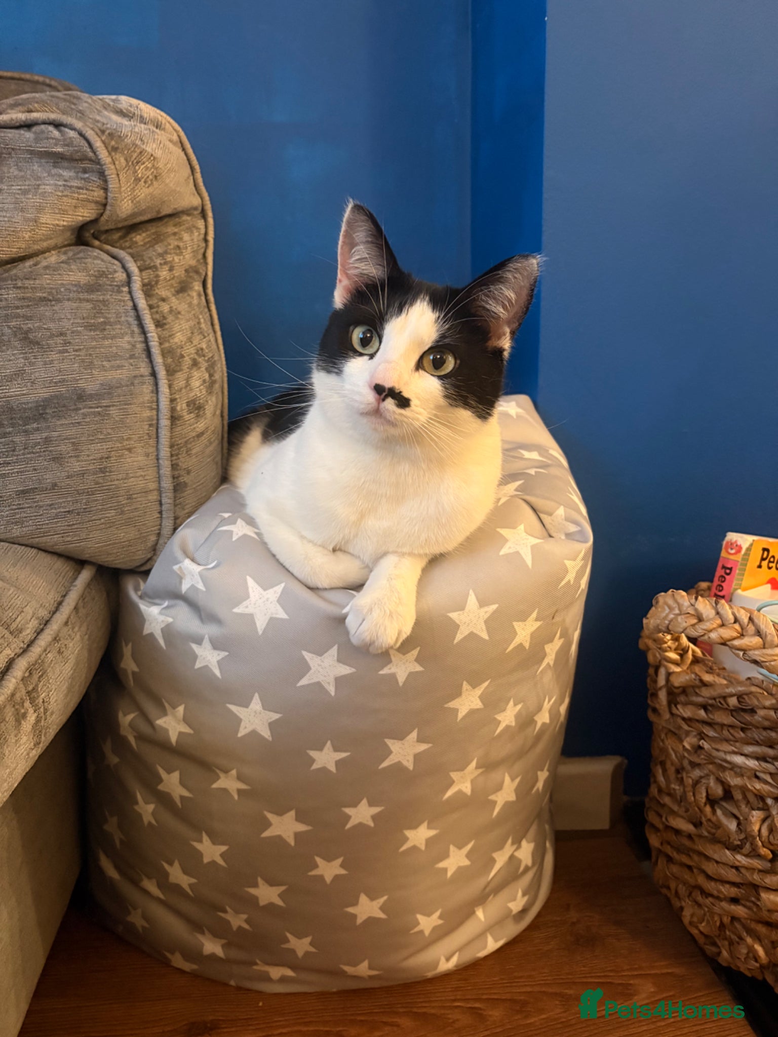 Mixed Breed cats Friendly family female cat - Pepper - Advert 1