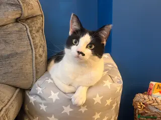 Mixed Breed cats Friendly family female cat - Pepper - Advert 1