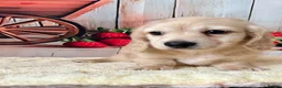 Miniature Dachshund dogs for sale: Miniature Long-Haired cream Dachshund Puppies  - Advert 3