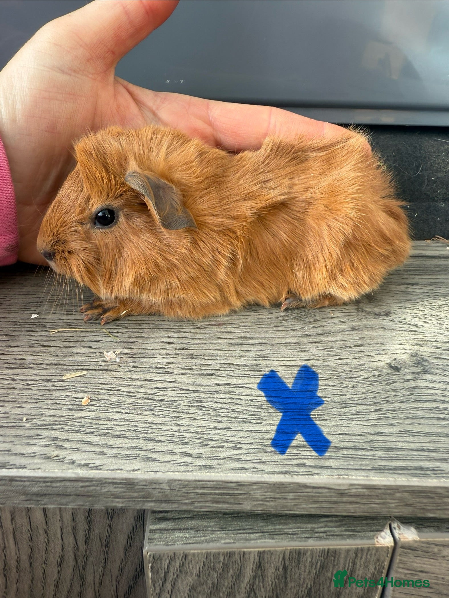 Guinea Pig rodents Beautiful Cali brothers  - Advert 11