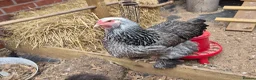 Chickens poultry for sale: Laying Female Chickens (breeds in description) in Derby - Advert 2