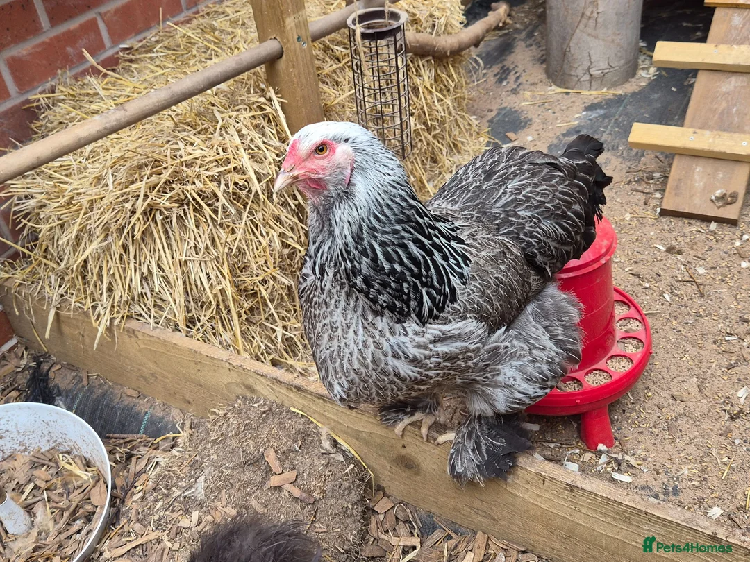 Chickens poultry for sale: Laying Female Chickens (breeds in description) in Derby - Advert 2