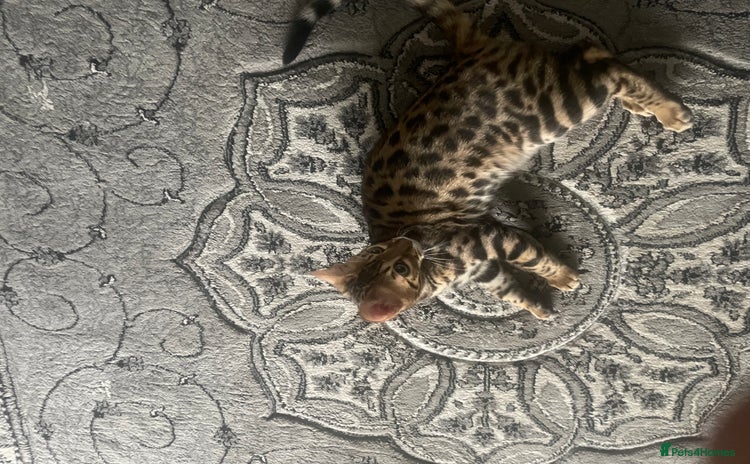 Bengal cats - Advert 7