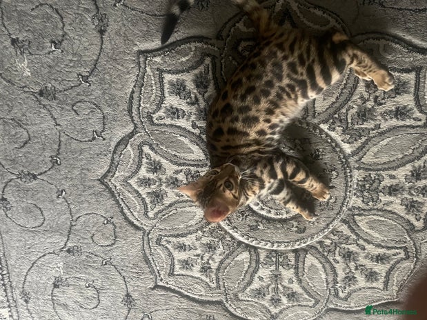 Bengal cats - Advert 1