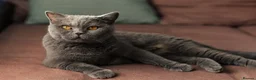 British Shorthair cats for sale: Female cat for adoption  - Advert 1