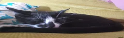 Mixed Breed cats for sale: Very Affectionate Male Kitten - FREE/adoption - Advert 2