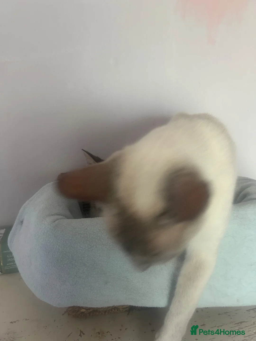 Mixed Breed cats for sale: Siamese cross boys available - Advert 2