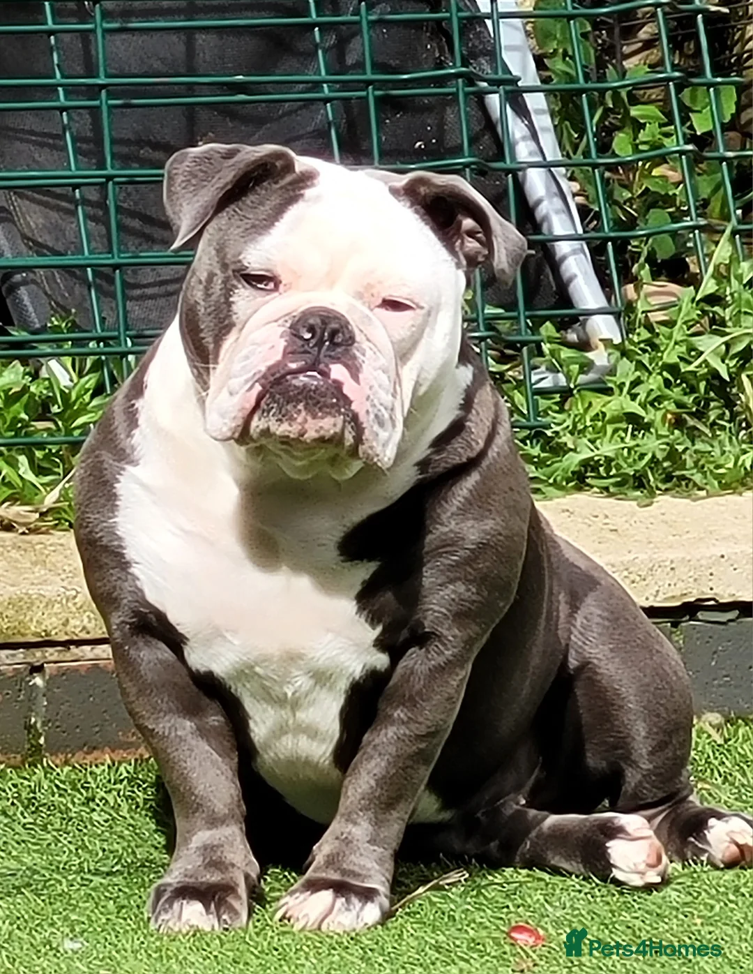 Olde English Bulldogge dogs for sale: 2 years old English bulldog - Advert 3