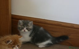 Exotic cats for sale: Beautiful Exotic Pedigree Kittens - Image 24