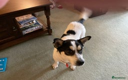 Mixed Breed dogs for adoption: Gorgeous Dylan needs a home! - Image 6