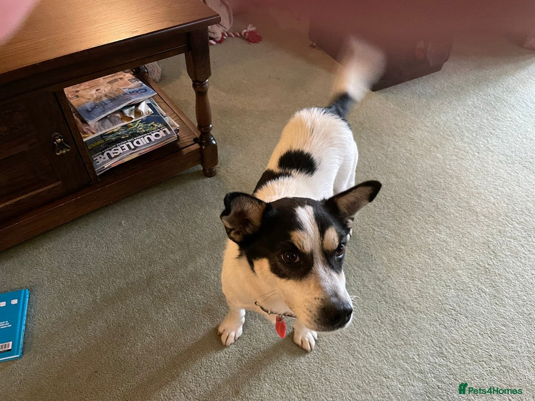 Mixed Breed dogs for adoption: Gorgeous Dylan needs a home! - Image 6