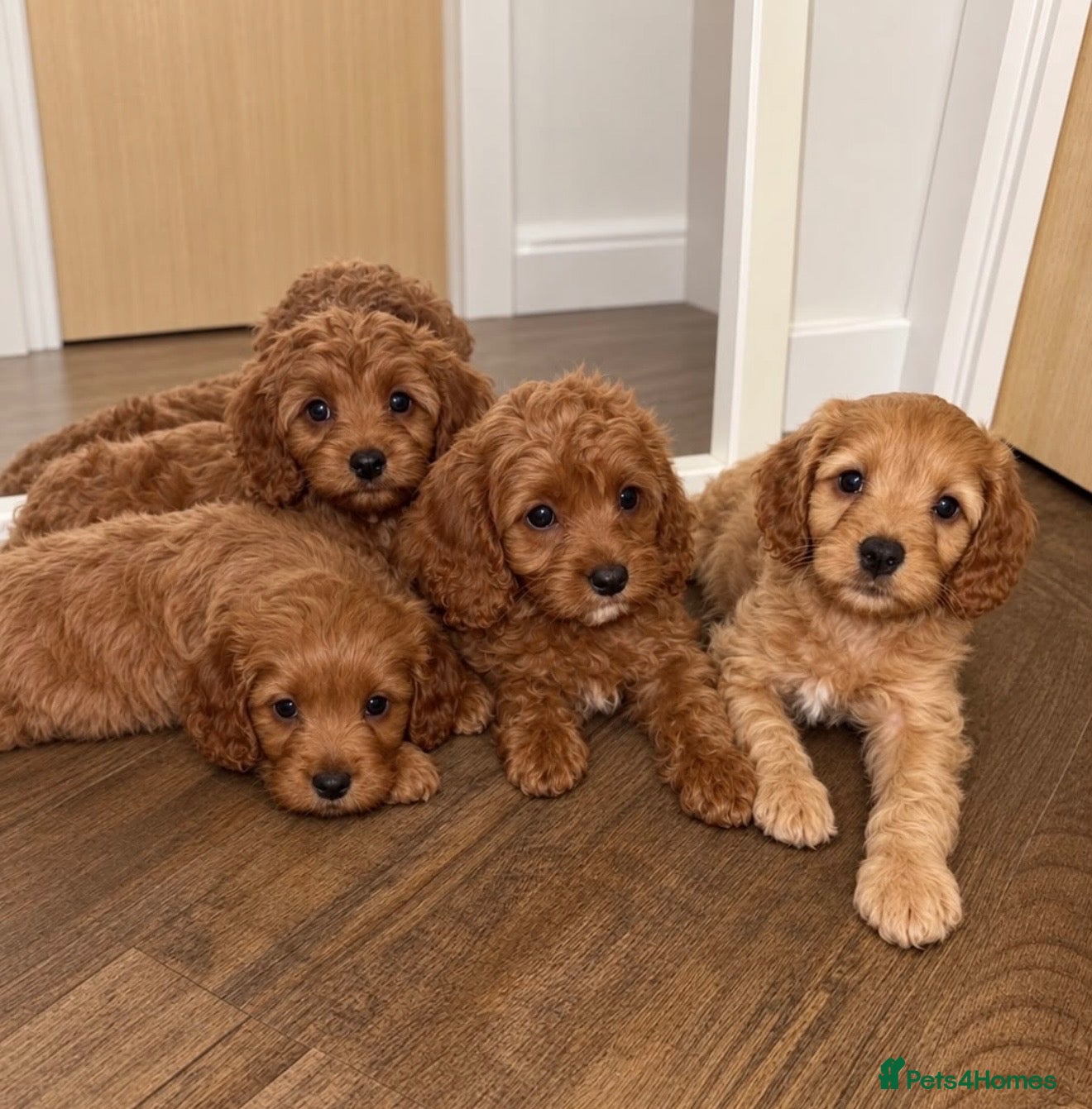 Cavapoo dogs A beautiful little of Cavapoo puppies  - Advert 1