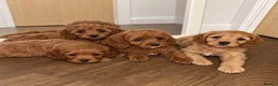 Cavapoo dogs for sale: A beautiful little of Cavapoo puppies  - Advert 1