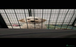 Cavapoo dogs for sale: Last 2 F1 toy cavapoo available - Image 3